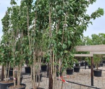 Prunus Amanogawa