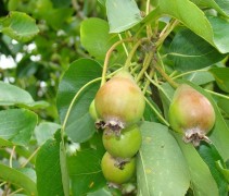 Pyrus communis 'Noord-Hollandse suikerpeer' jonge peer