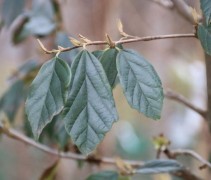 Sycoparrotia