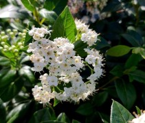 Viburnum tinus 'Eve Price'