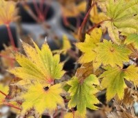 Acer shirasawanum 'Aureum' - Japanse goud esdoorn - herfstkleuren