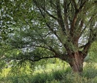 Salix alba - Schietwilg - 6