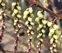 Stachyurus praecox - Staartaar - bloei late winter
