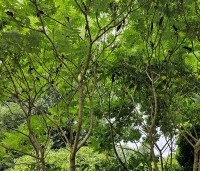 Rhus typhina - Fluweelboom - 3