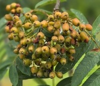 Sorbus aucuparia - Lijsterbes - 1