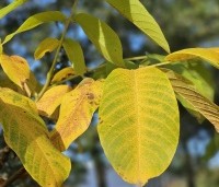 Juglans regia - Walnoot - 5