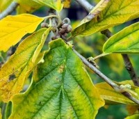 Hamamelis x int. 'Jelena' - Toverhazelaar - herfst Jelena