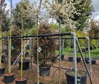 Malus Toringo 'Tina - Dwerg sierappeltje - 5