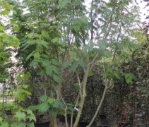 Albizia Ombrella multistam