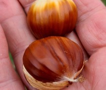 Castanea sativa 'Lyon' 