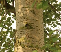 Populus tremula