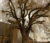 Salix x sepulcralis