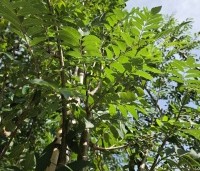Sorbus aucuparia 'Edulis' - Meelbes - 4