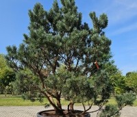 Pinus sylvestris 'Watereri' - Dwerg grove den 'Watereri' - 5