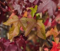 Liquidambar styraciflua - Amberboom - 2