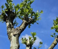 Platanus hispanica - Plataan - 5