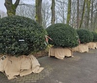 Ilex meserveae 'Blue Angel' - Blauwe hulst - volwassen bollen 180-200 cm breed