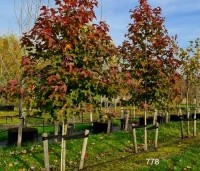 Liquidambar formosa 'Ellen' - Speciale amberboom met Aziatische roots - 3