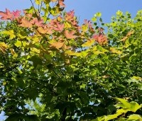 Liquidambar formosa 'Ellen' - Speciale amberboom met Aziatische roots - 2