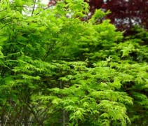 Acer palmatum 'Recticulatum'