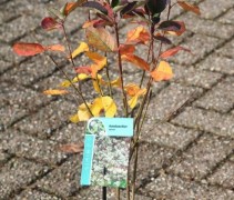 Amelanchier spicata