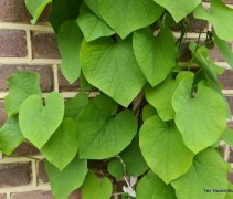 Aristolochia durior
