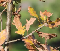 Quercus Petraea