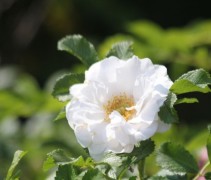 Rosa Rugosa