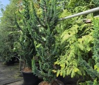 Chamaecyparis l. 'Wissel's Saguaro' - Schijncipres 'Wissel's Saguaro' - 5