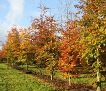 Fagus sylvatica 'Atropunicea' in het najaar