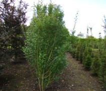 Ligustrum ovalifolium doorsnee haag