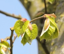 Tilia tomentosa blad bij uitlopen
