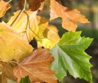 Platanus hispanica - Plataan - 8