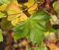 Platanus hispanica - Plataan - 7