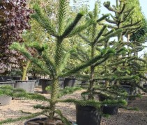 Araucaria Apenboom