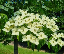 Cornus kousa