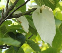 Davidia Involucrata / Vaantjesboom 'Vilmoriniana' bloeiwijze