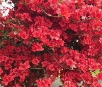 Rododendron Azalea 'Stewartstonian' - Azalea 'Stewartstonian' - 1
