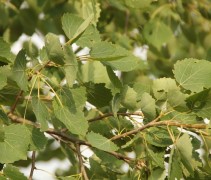 Blad populus tremula