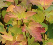 Viburnum opulus