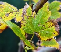 Acer pseudoplatanus - Gewone esdoorn - 1