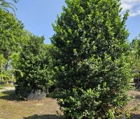Ilex meserveae 'Blue Princess' - Blauwe hulst 'Blue Princess'   - solitair  kegelvorm