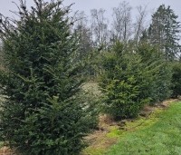 Taxus baccata - Venijnboom - kwekerij Apeldoorn 2025