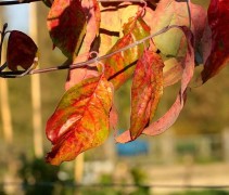 Cornus Eddies White Wonder met prachtige bladverkleuringen