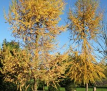 Larix