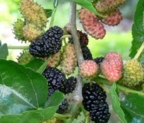 Morus nigra