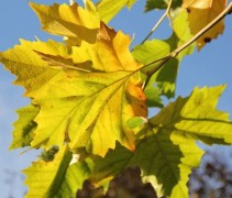Platanus hispanica