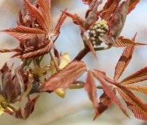 Aesculus pavia uitloop