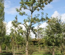Malus domestica 'Groninger Kroon' hoogstam 30-35