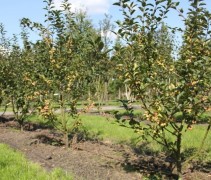 Malus Red Sentinel